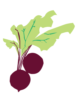 Fresh Beetroot Illustration